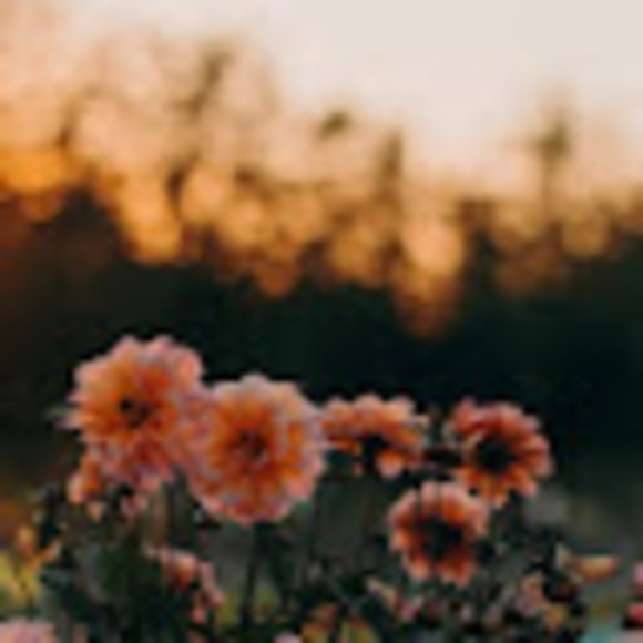 Meet your Posher, Celine - Picture 1 of 1